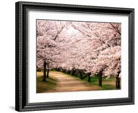 Row of Cherry Trees-null-Framed Photographic Print