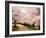 Row of Cherry Trees-null-Framed Photographic Print