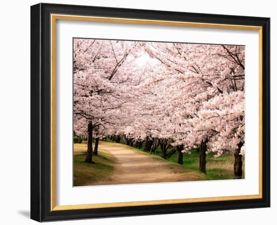 Row of Cherry Trees-null-Framed Photographic Print