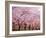 Row of Cherry Trees-null-Framed Photographic Print