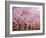 Row of Cherry Trees-null-Framed Photographic Print