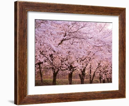 Row of Cherry Trees-null-Framed Photographic Print