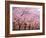 Row of Cherry Trees-null-Framed Photographic Print