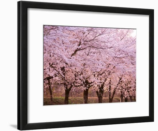 Row of Cherry Trees-null-Framed Photographic Print