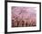 Row of Cherry Trees-null-Framed Photographic Print