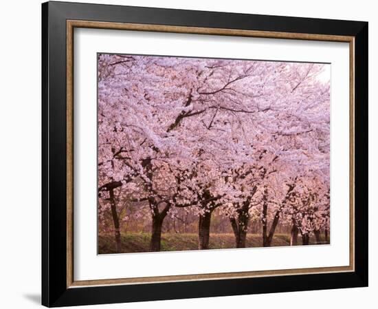 Row of Cherry Trees-null-Framed Photographic Print