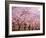 Row of Cherry Trees-null-Framed Photographic Print