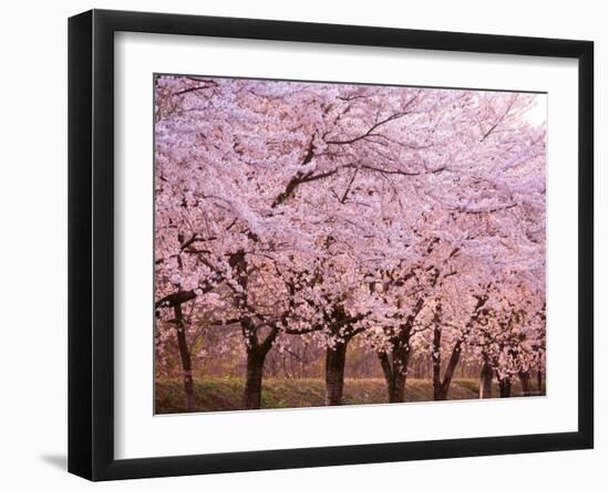 Row of Cherry Trees-null-Framed Photographic Print