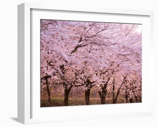 Row of Cherry Trees--Framed Photographic Print