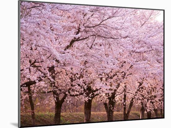 Row of Cherry Trees-null-Mounted Photographic Print