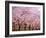 Row of Cherry Trees-null-Framed Photographic Print