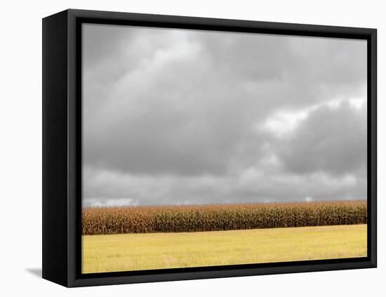 Row of Corn-Steven Maxx-Framed Premier Image Canvas