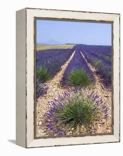 Row of Cultivated Lavender in Field in Provence, France. June 2008-Philippe Clement-Framed Premier Image Canvas