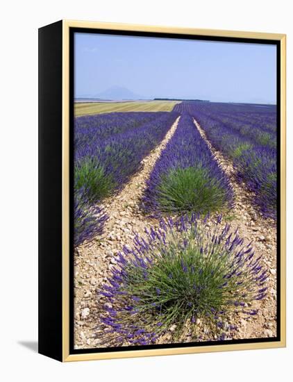 Row of Cultivated Lavender in Field in Provence, France. June 2008-Philippe Clement-Framed Premier Image Canvas