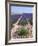 Row of Cultivated Lavender in Field in Provence, France. June 2008-Philippe Clement-Framed Photographic Print