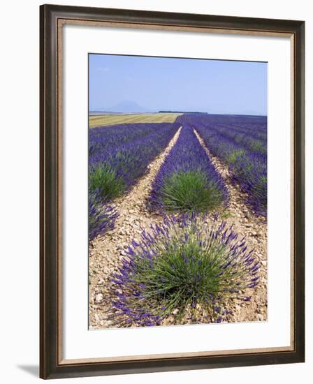 Row of Cultivated Lavender in Field in Provence, France. June 2008-Philippe Clement-Framed Photographic Print