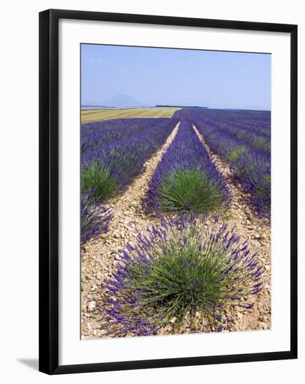 Row of Cultivated Lavender in Field in Provence, France. June 2008-Philippe Clement-Framed Photographic Print