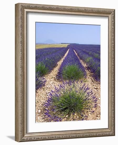 Row of Cultivated Lavender in Field in Provence, France. June 2008-Philippe Clement-Framed Photographic Print