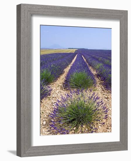 Row of Cultivated Lavender in Field in Provence, France. June 2008-Philippe Clement-Framed Photographic Print