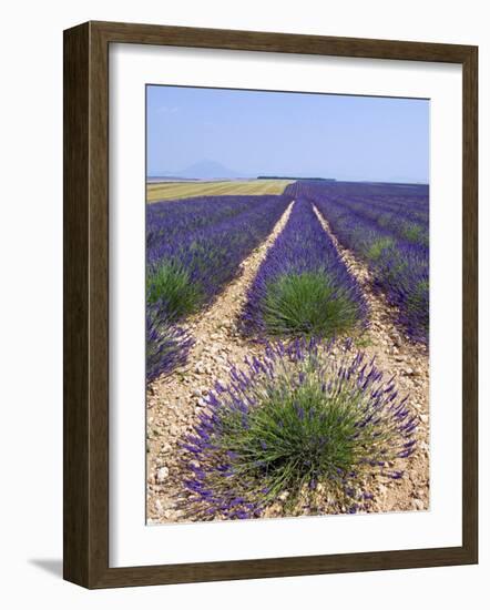 Row of Cultivated Lavender in Field in Provence, France. June 2008-Philippe Clement-Framed Photographic Print