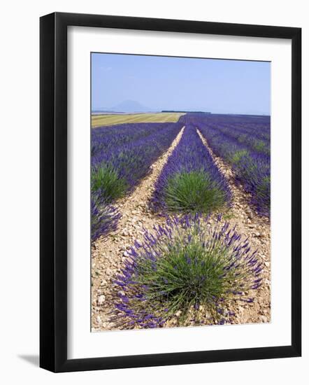 Row of Cultivated Lavender in Field in Provence, France. June 2008-Philippe Clement-Framed Photographic Print