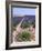 Row of Cultivated Lavender in Field in Provence, France. June 2008-Philippe Clement-Framed Photographic Print