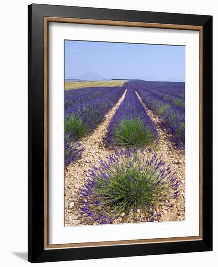 Row of Cultivated Lavender in Field in Provence, France. June 2008-Philippe Clement-Framed Photographic Print