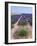 Row of Cultivated Lavender in Field in Provence, France. June 2008-Philippe Clement-Framed Photographic Print