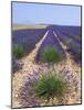 Row of Cultivated Lavender in Field in Provence, France. June 2008-Philippe Clement-Mounted Photographic Print