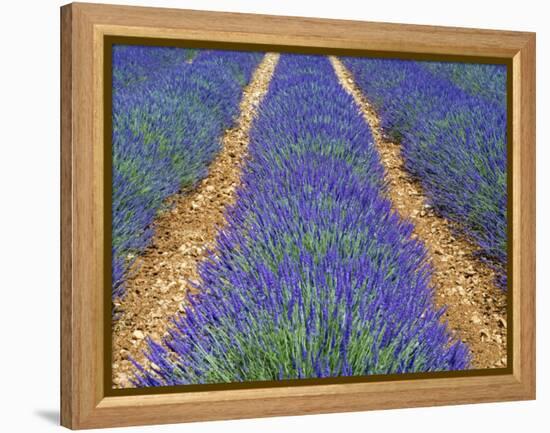 Row of Cultivated Lavender in Flower, Provence, France. June 2008-Philippe Clement-Framed Premier Image Canvas