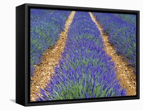 Row of Cultivated Lavender in Flower, Provence, France. June 2008-Philippe Clement-Framed Premier Image Canvas