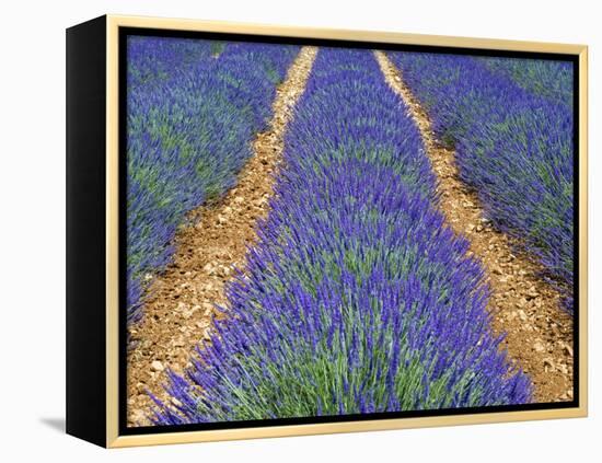 Row of Cultivated Lavender in Flower, Provence, France. June 2008-Philippe Clement-Framed Premier Image Canvas