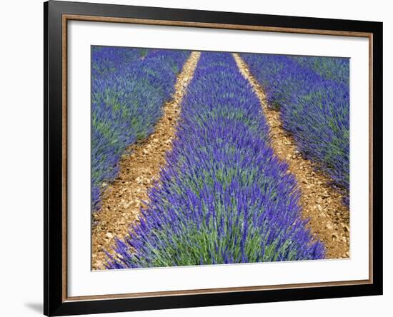 Row of Cultivated Lavender in Flower, Provence, France. June 2008-Philippe Clement-Framed Photographic Print