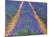 Row of Cultivated Lavender in Flower, Provence, France. June 2008-Philippe Clement-Mounted Photographic Print