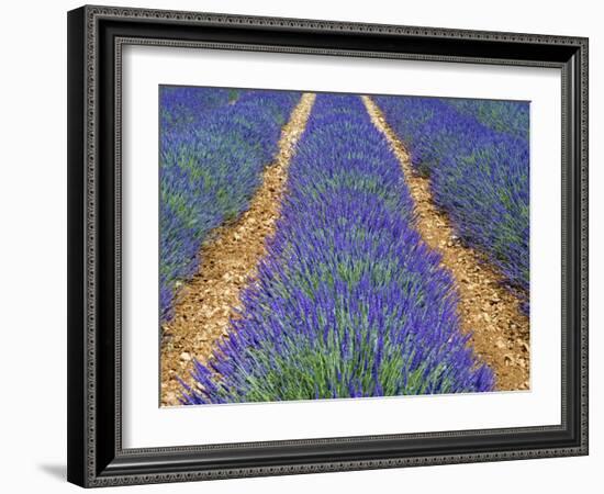 Row of Cultivated Lavender in Flower, Provence, France. June 2008-Philippe Clement-Framed Photographic Print