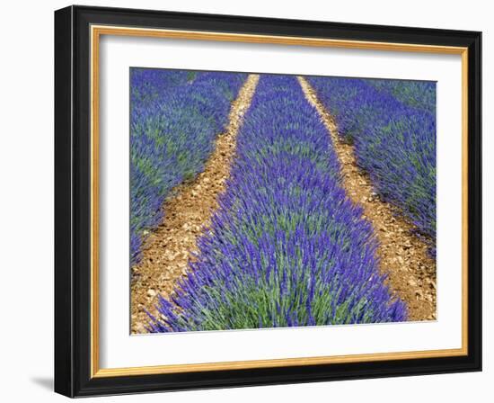 Row of Cultivated Lavender in Flower, Provence, France. June 2008-Philippe Clement-Framed Photographic Print