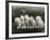 Row of Five Adorable White Fluffy Chinchilla Kittens-Thomas Fall-Framed Photographic Print