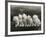 Row of Five Adorable White Fluffy Chinchilla Kittens-Thomas Fall-Framed Photographic Print