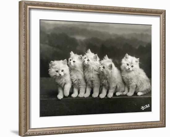 Row of Five Adorable White Fluffy Chinchilla Kittens-Thomas Fall-Framed Photographic Print