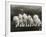 Row of Five Adorable White Fluffy Chinchilla Kittens-Thomas Fall-Framed Photographic Print