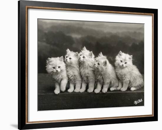 Row of Five Adorable White Fluffy Chinchilla Kittens-Thomas Fall-Framed Photographic Print