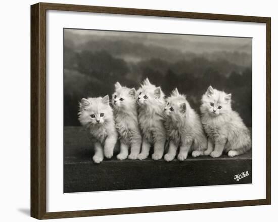 Row of Five Adorable White Fluffy Chinchilla Kittens-Thomas Fall-Framed Photographic Print