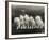 Row of Five Adorable White Fluffy Chinchilla Kittens-Thomas Fall-Framed Photographic Print