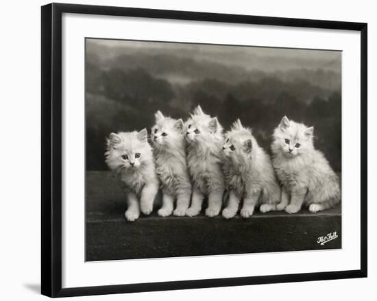 Row of Five Adorable White Fluffy Chinchilla Kittens-Thomas Fall-Framed Photographic Print