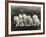 Row of Five Adorable White Fluffy Chinchilla Kittens-Thomas Fall-Framed Photographic Print