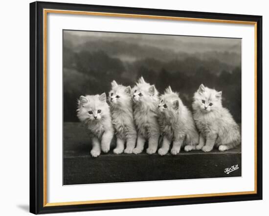 Row of Five Adorable White Fluffy Chinchilla Kittens-Thomas Fall-Framed Photographic Print