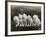 Row of Five Adorable White Fluffy Chinchilla Kittens-Thomas Fall-Framed Photographic Print