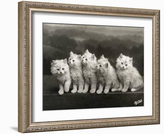 Row of Five Adorable White Fluffy Chinchilla Kittens-Thomas Fall-Framed Photographic Print