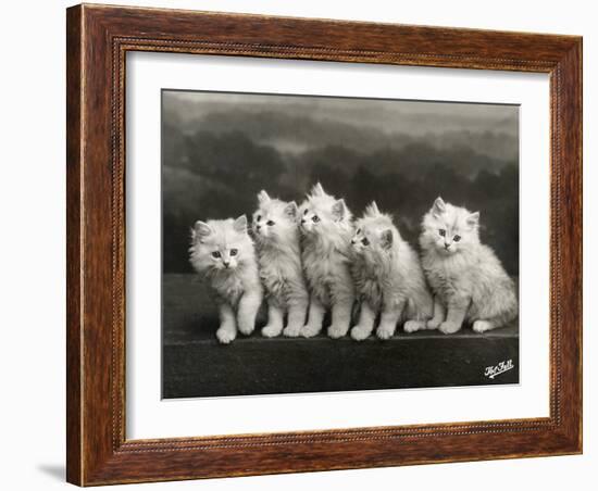 Row of Five Adorable White Fluffy Chinchilla Kittens-Thomas Fall-Framed Photographic Print