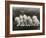 Row of Five Adorable White Fluffy Chinchilla Kittens-Thomas Fall-Framed Photographic Print